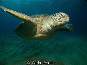 GREEN by Marko Perisic 